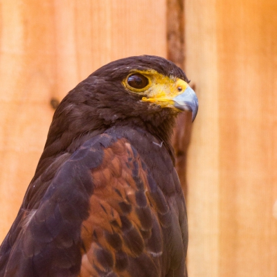 Harris's hawk - De Zonnegloed - Animal park - Animal refuge centre 
